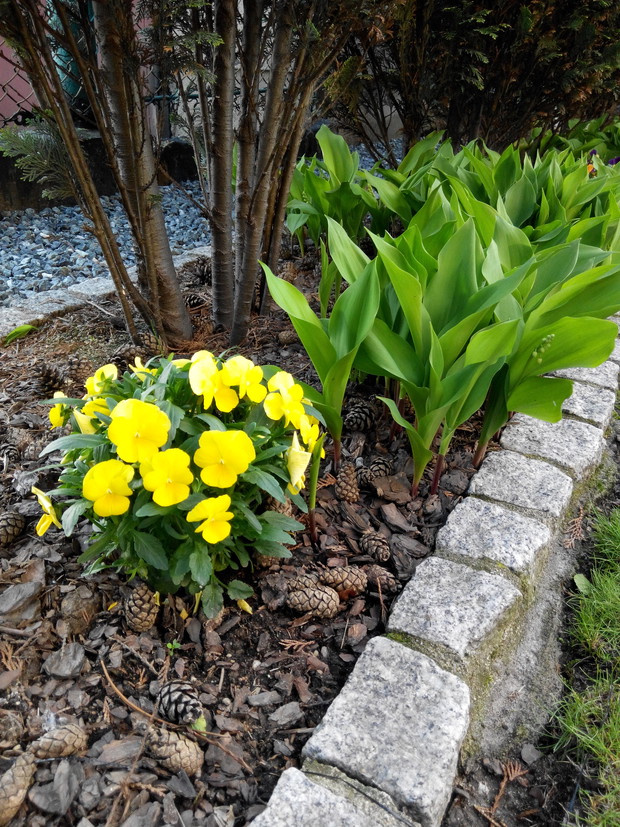 Przepiękny żółty kolor...