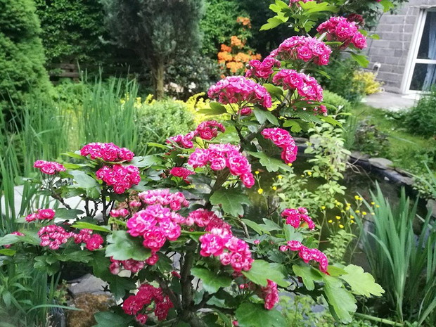 Przy oczku wodnym rośnie głóg odm. Paul's Scarlet. 