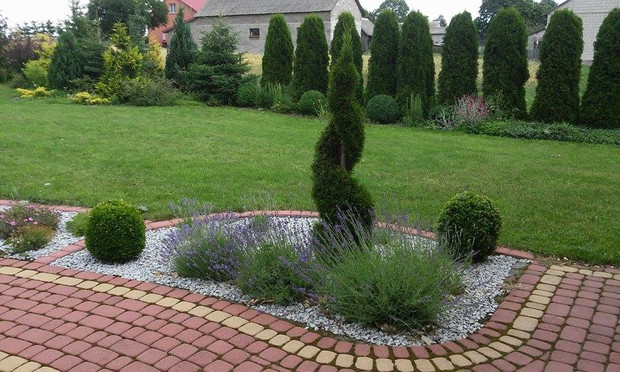 przystyżona tuja w otoczeniu lawendy wita gości