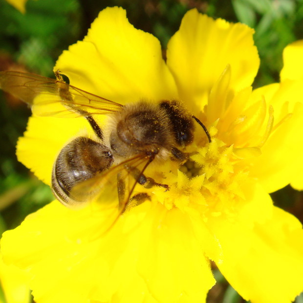 Pszczółka u mnie na obiedzie ;) 