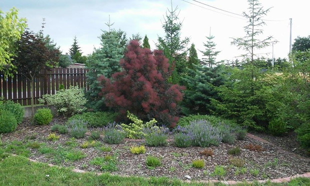 rabata z perukowcem i innymi ozdobnymi roślinami