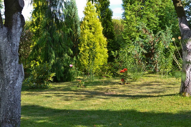Rabaty z roślinami iglastymi sukcesywnie uzupełniane są roślinami liściastymi, krzewami i bylinami.