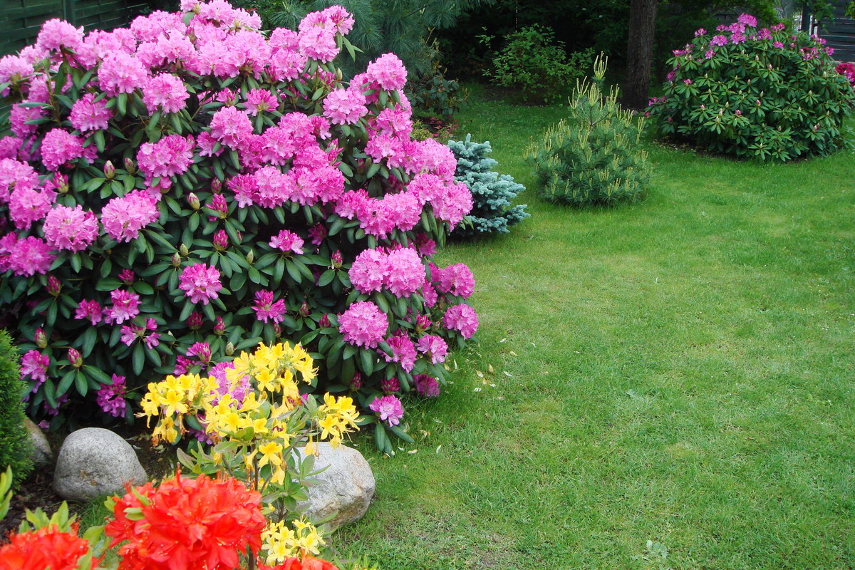 Rododendrony i azalie wiosną królują w mym ogródku :)