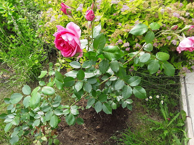  Róża Louise Odier potrafi kwitnąć bardzo obficie do późnych przymrozków, a jej płatki nadają się na konfitury.