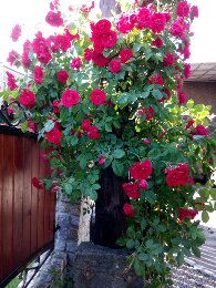 Róża pnąca. Osłona szpecącego słupa telekomunikacyjnego.