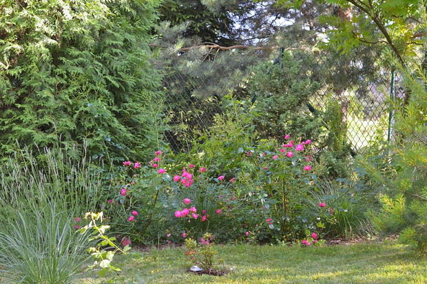 Róże okrywowe w towarzystwie lawendy wąskolistnej.