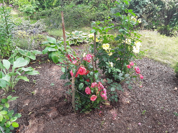 Róże wielkokwiatowe. 