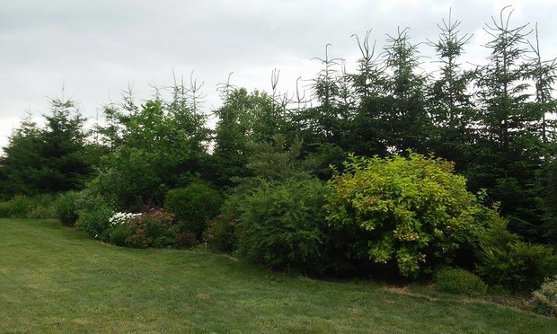 różnorodne ubarwienie krzewów zdobi rabatę