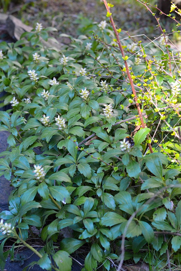 Runianka w ogrodzie stanowi funkcje zadarniającą.