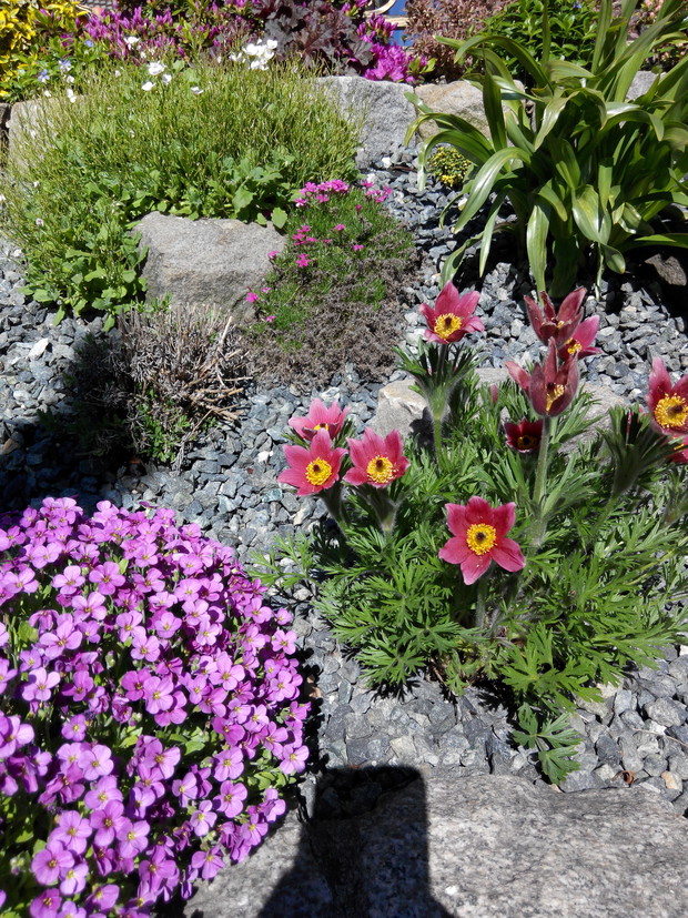 Sasanka. Kolejny wiosenny kwiat.