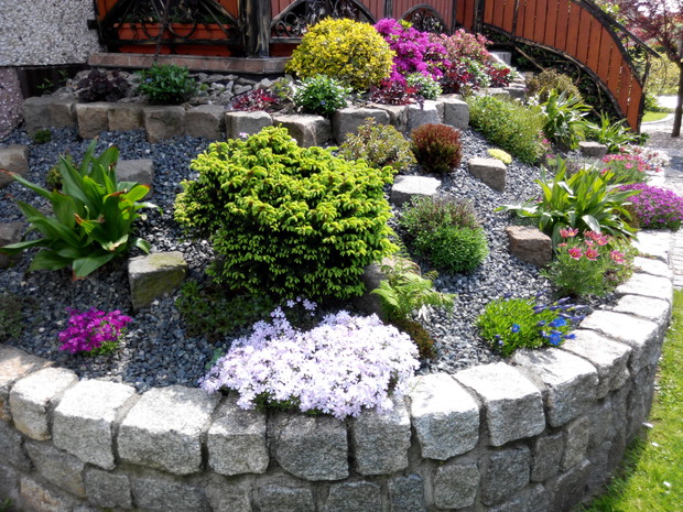 Skalniak przy tarasie.