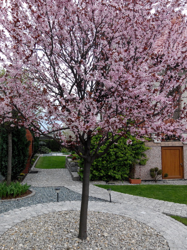 Śliwowiśnia!!! Przepięknie kwitnąca wczesna wiosną!