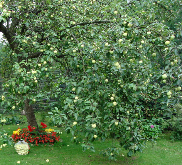 Stare, dobre papierówki :) 