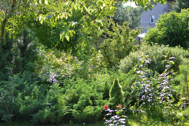 Starsza część ogrodu w której rosną m.in. krzewuszki, pięciornik, berberysy, tawuły oraz jałowce płożące. 