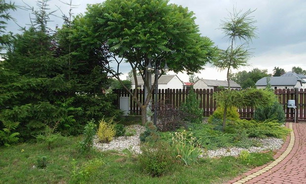 sumak octowiec w otoczeniu bonsai i modrzewia - sami strzyżemy drzewka