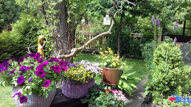 Surfinia już zakwitła. 