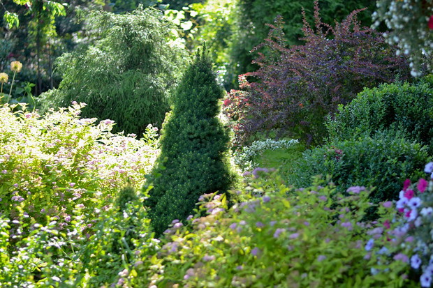 Świerk conica w towarzystwie tawuł, w tle berberys oraz cyprysik groszkowy.