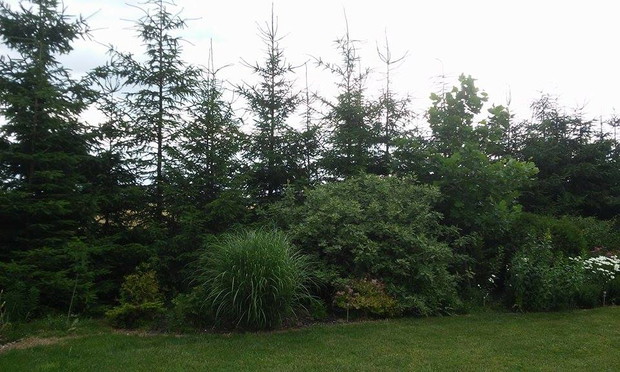 świerki stanowią tło dla innych roślin bardziej ozdobnych, np. traw