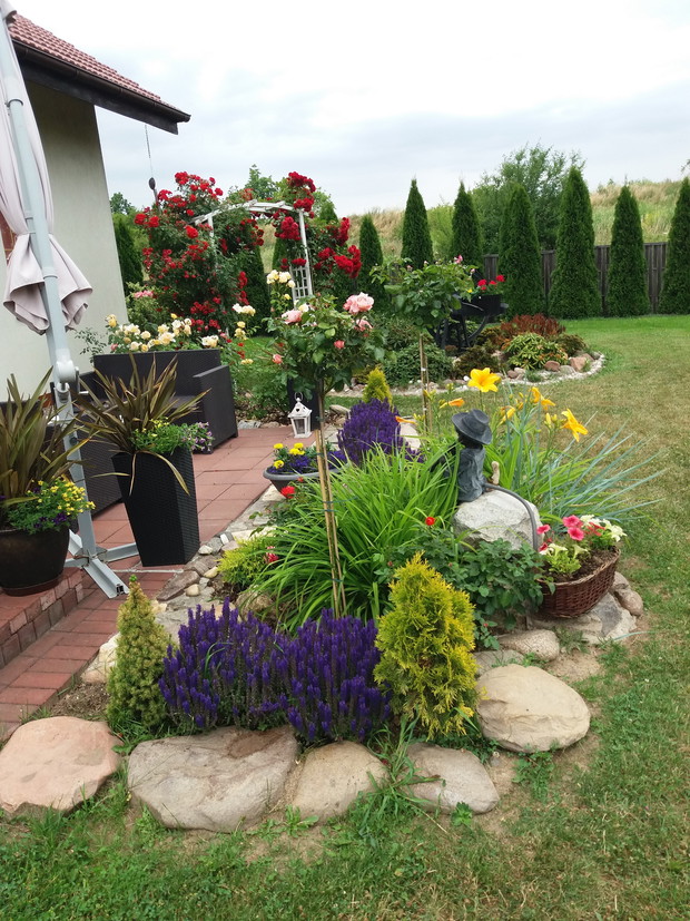 szałwia przy tarasie