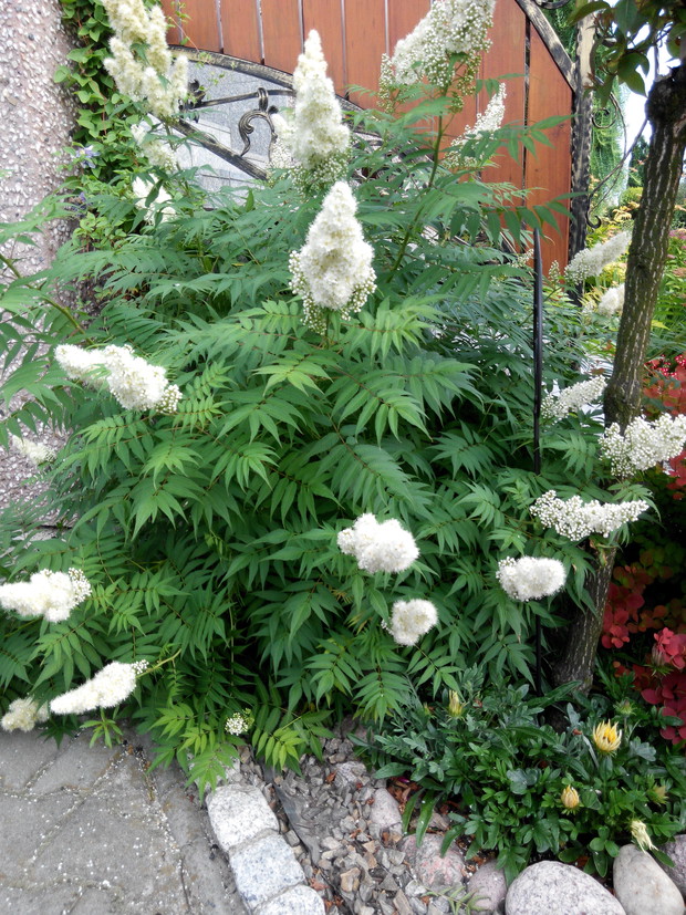 Tawlina jarzębolistna w pełnej krasie.