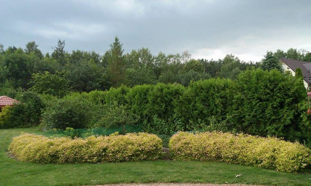 tawułowy żywopłot zasłaniający ogródek warzywny przed gośćmi