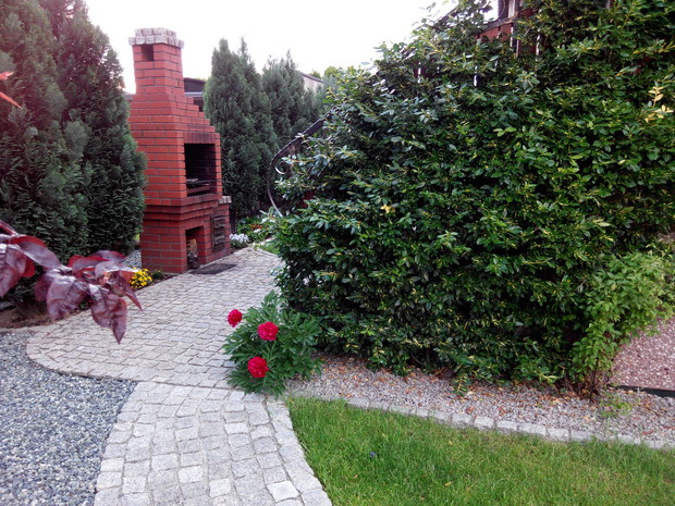 Trzmielina zarosła mi już całą balustradę na taras:)