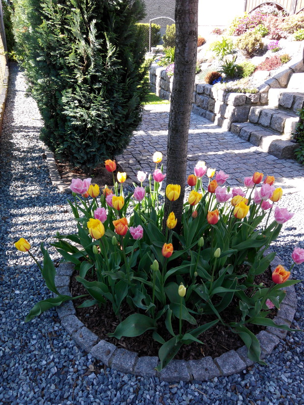 Tulipany... nie wyobrażam sobie bez nich wiosennego ogrodu. 