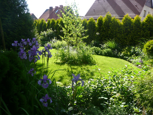 Ukochane irysy syberyjskie