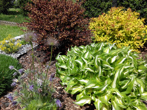 Uwielbiam funkie za ich różnorodność i fakturę jaką wprowadzają na rabaty. Z tyłu berberys i tawuła cudnie kwitnąca na różowo.