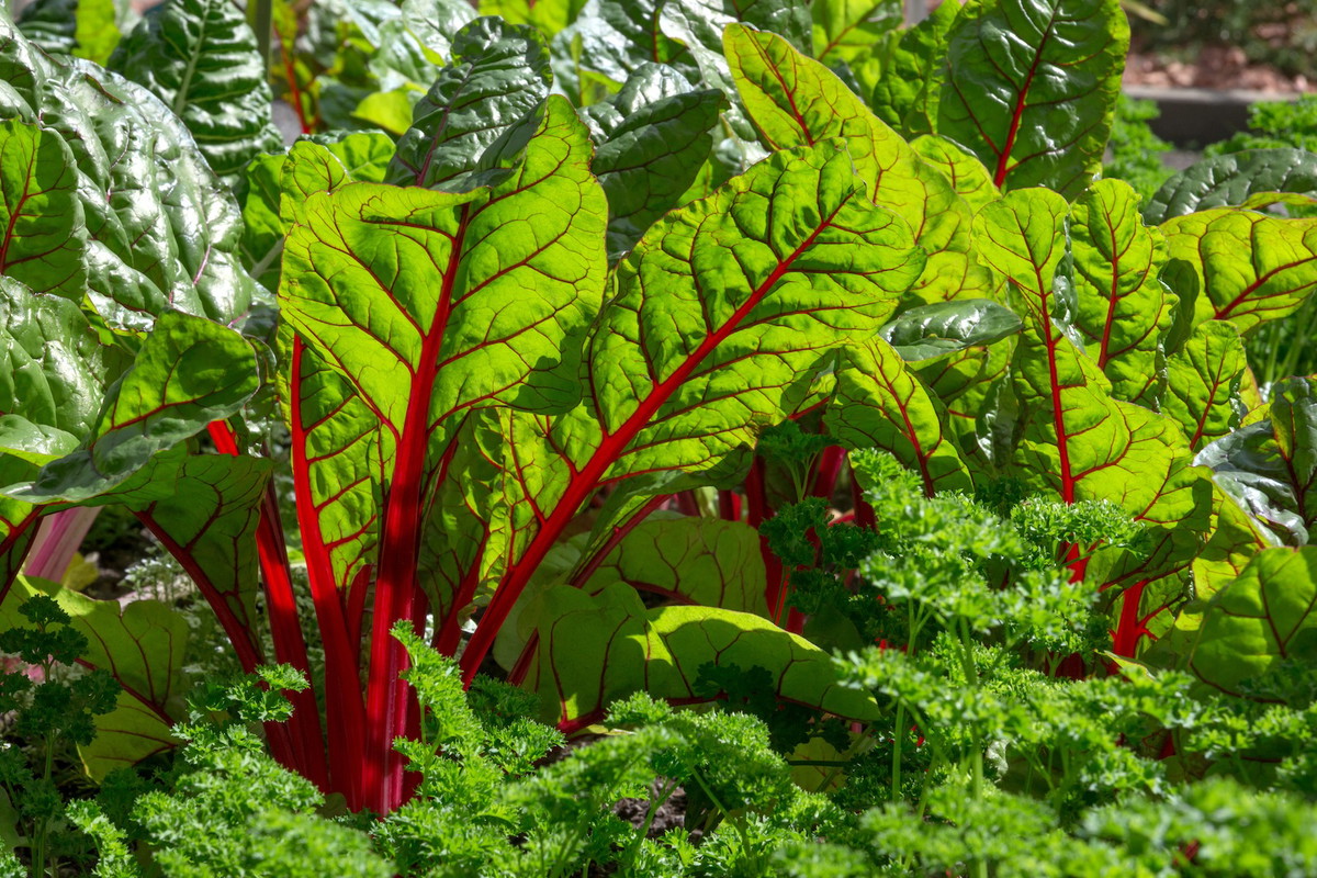 W słońcu burak liściowy ukazuje swoje piękno (zdj.: Fotolia.com)