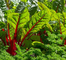 W słońcu burak liściowy ukazuje swoje piękno (zdj.: Fotolia.com)