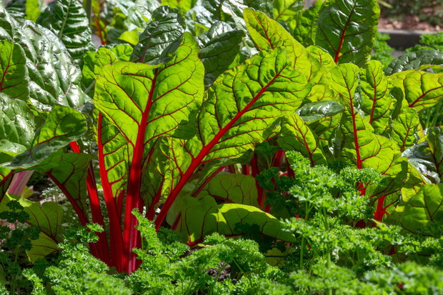 W słońcu burak liściowy ukazuje swoje piękno (zdj.: Fotolia.com)