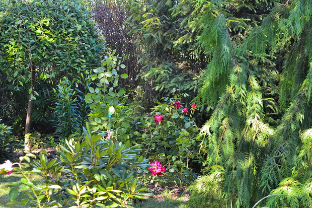 W tle znajduje się żywopłot z ligustru, a przed nim cyprysik nutkajski, róże oraz wierzba.