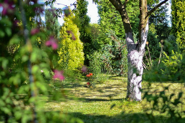 Widok na dalszą część ogrodu.