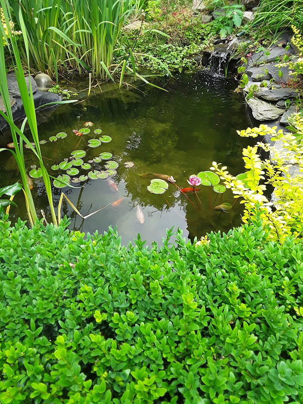 Widok na oczko wodne i rosnące obok bukszpany, berberysy oraz kosaćce.