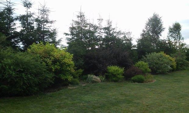 widok rabaty z tyłu działki