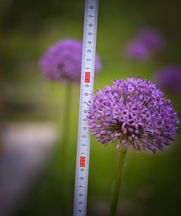 Większość czosnków ozdobnych dorastała w ogrodzie do 130 cm wysokości. 