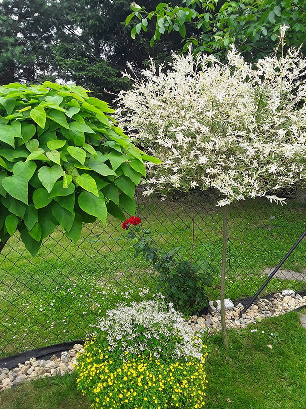 Wierzba Hakuro oraz Catalpa Nana.