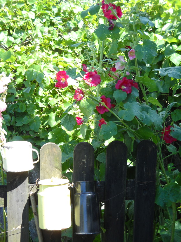 Wychylające się malwy znad płotka.