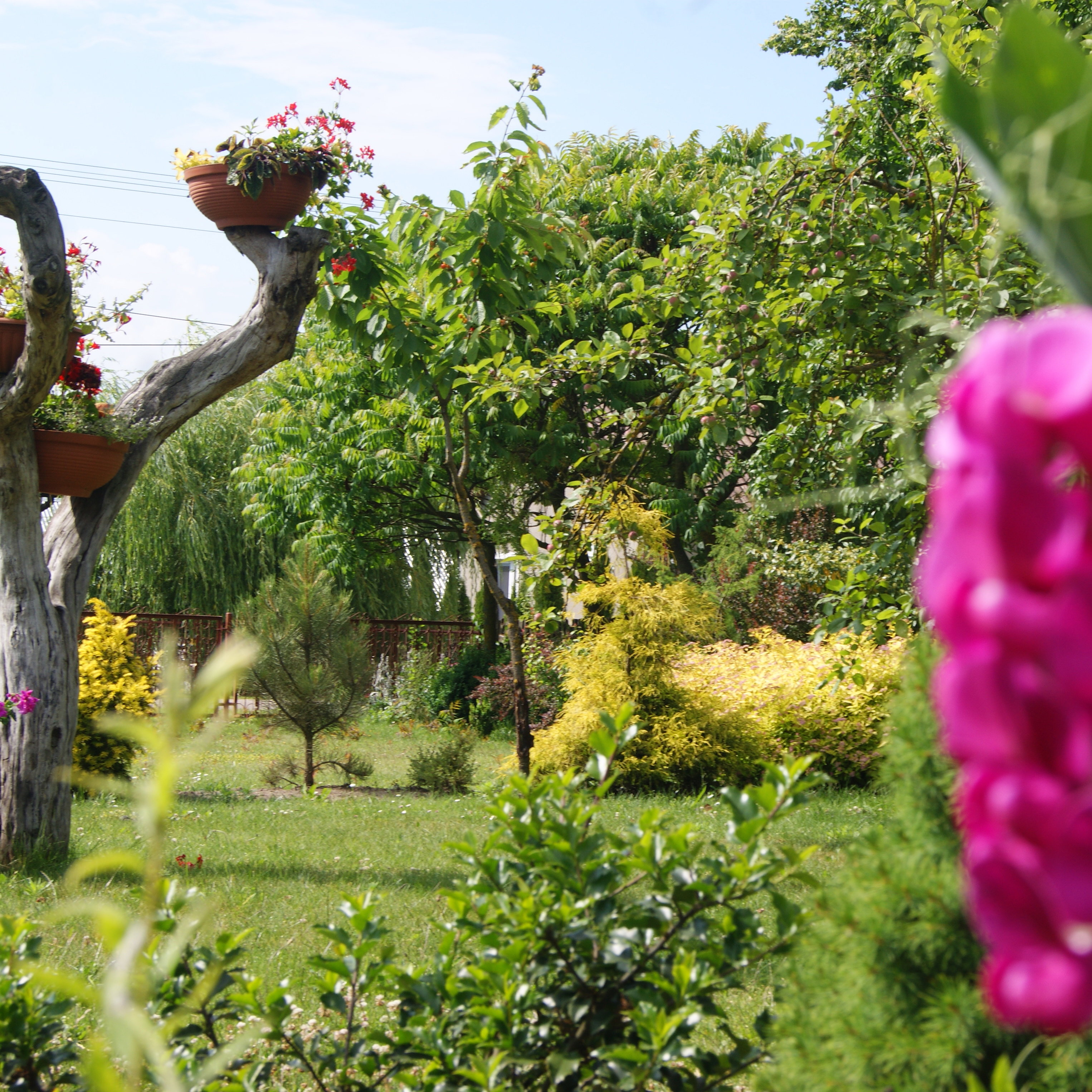 Za groszkiem kryje się MÓJ PIĘKNY OGRÓD