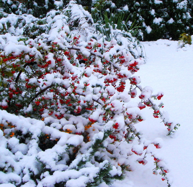 Za sprawą roślin i zima potrafi mieć nieco koloru :)

