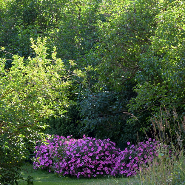 Zakątek malowany słońcem, zielenią krzewów i różem petunii :) 