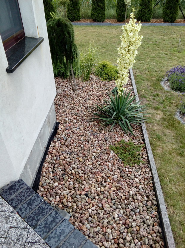 Zieleń przydomowa strona zachodnia