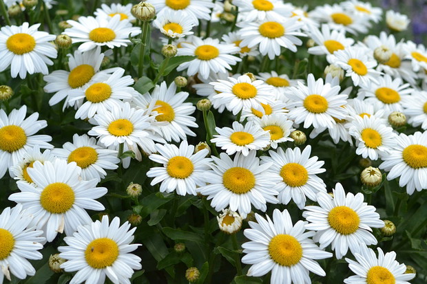 Złocienie dopełniały kompozycje w ogrodzie.