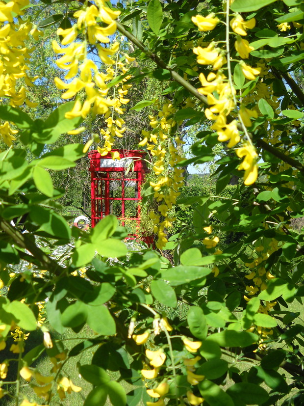 Złotokap 'złoty deszcz' moja duma.