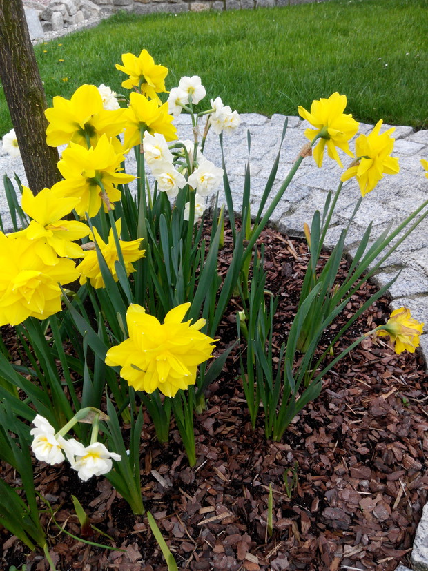 Żonkile. Rośliny cebulowe to elementy konieczny w każdym ogrodzie.