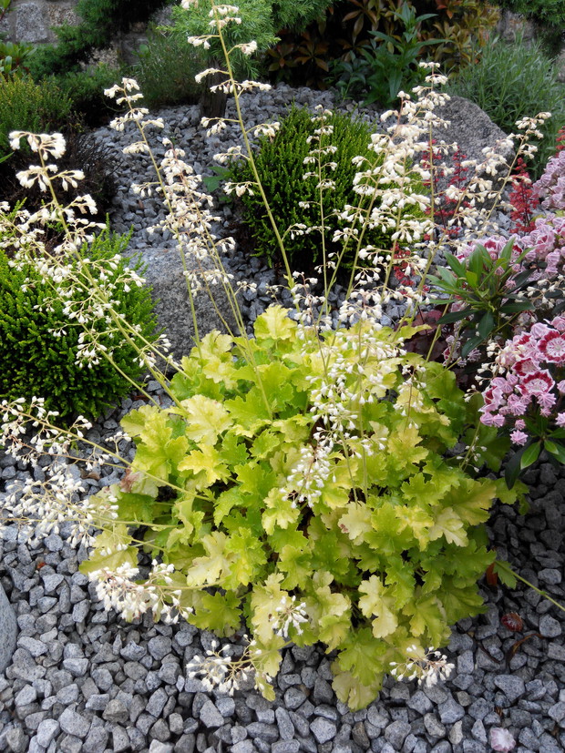 Żurawki to rośliny o wielu barwach. Oto jedna z nich.