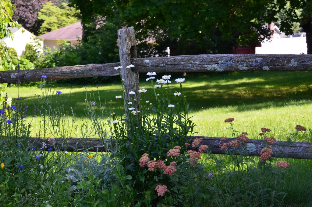 Artystyczny nieład łąki kwiatowej i stary płot tworzą zgrany duet 