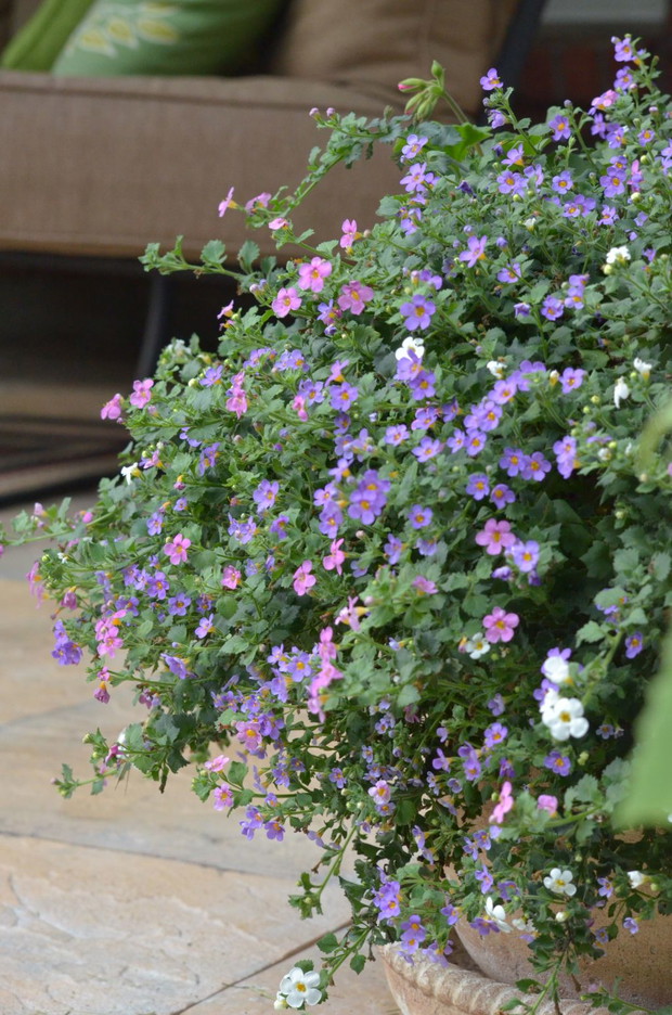 bakopa w trzech kolorach zachwyca swoim kwieciem 