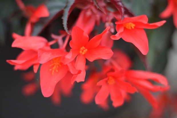 Begonia serii Dark Elegance.